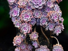 20種紫色的多肉，每一個是又漂亮又高貴，看你喜歡幾種？